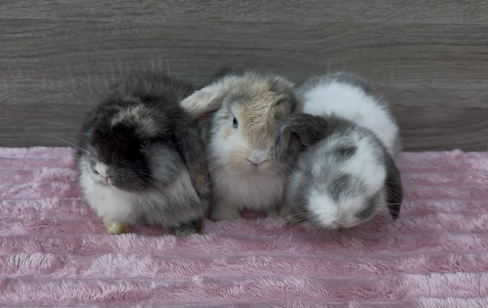Holland Lop Bunnies
