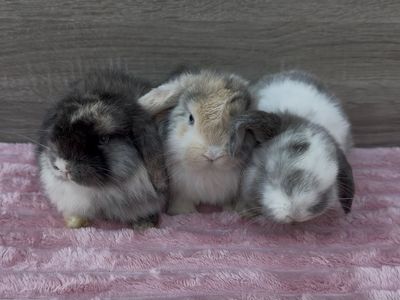 Holland Lop Bunnies