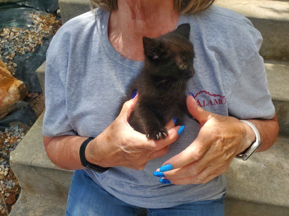 Precious tabby kitten and cats need good homes