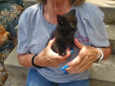 Precious tabby kitten and cats need good homes