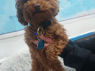 Toy Yorkiepoo Puppies for sale