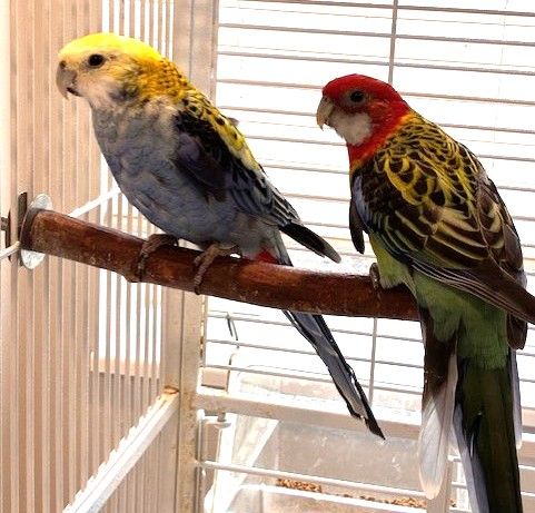 Rosella Pair