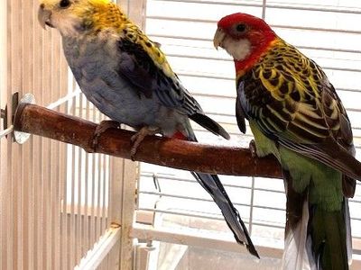 Rosella Pair
