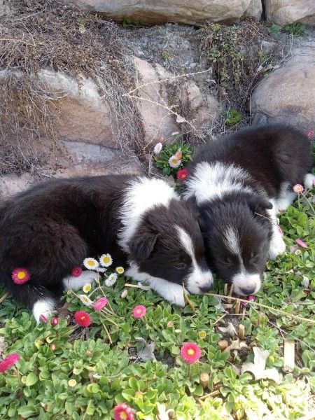 Border Collie Puppies – Ready for Their New Homes Today!