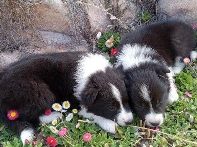 Border Collie Puppies – Ready for Their New Homes Today!