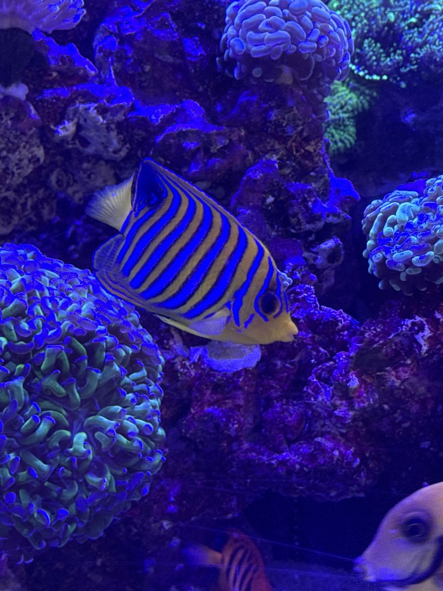 Regal Angel Yellow Belly