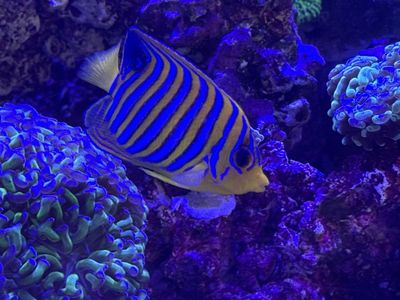 Regal Angel Yellow Belly