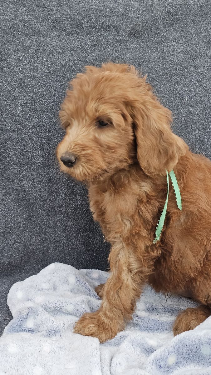 F1BB hypoallergenic Bernedoodle and Goldendoodle puppies ready now