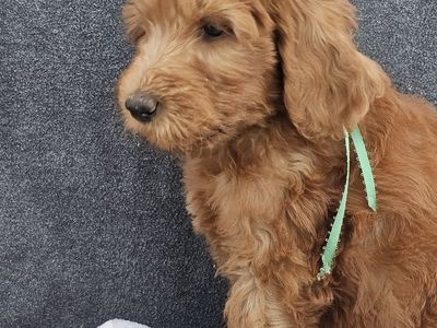 F1BB hypoallergenic Bernedoodle and Goldendoodle puppies ready now