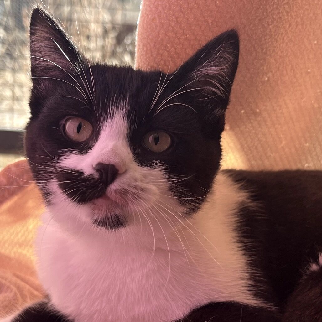 Hello my name is Monkey