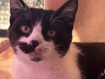 Hello my name is Monkey