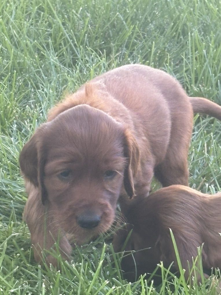 Akc Irish Setter Puppies For Sale