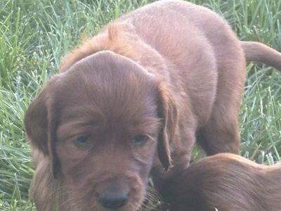 Akc Irish Setter Puppies For Sale