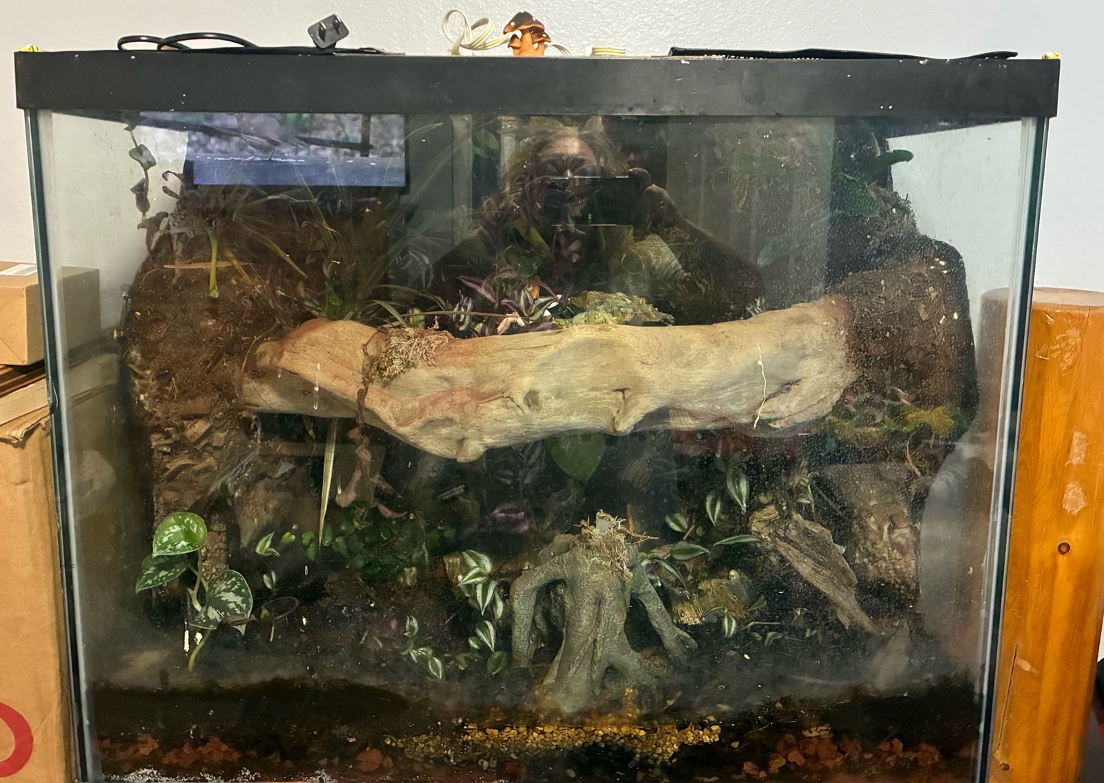 Glass Terrarium with Custom Background, Live Plants, and Decor - Bioactive Ready