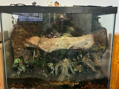 Glass Terrarium with Custom Background, Live Plants, and Decor - Bioactive Ready