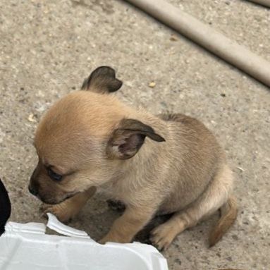 Puppies 
