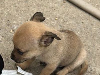 Puppies