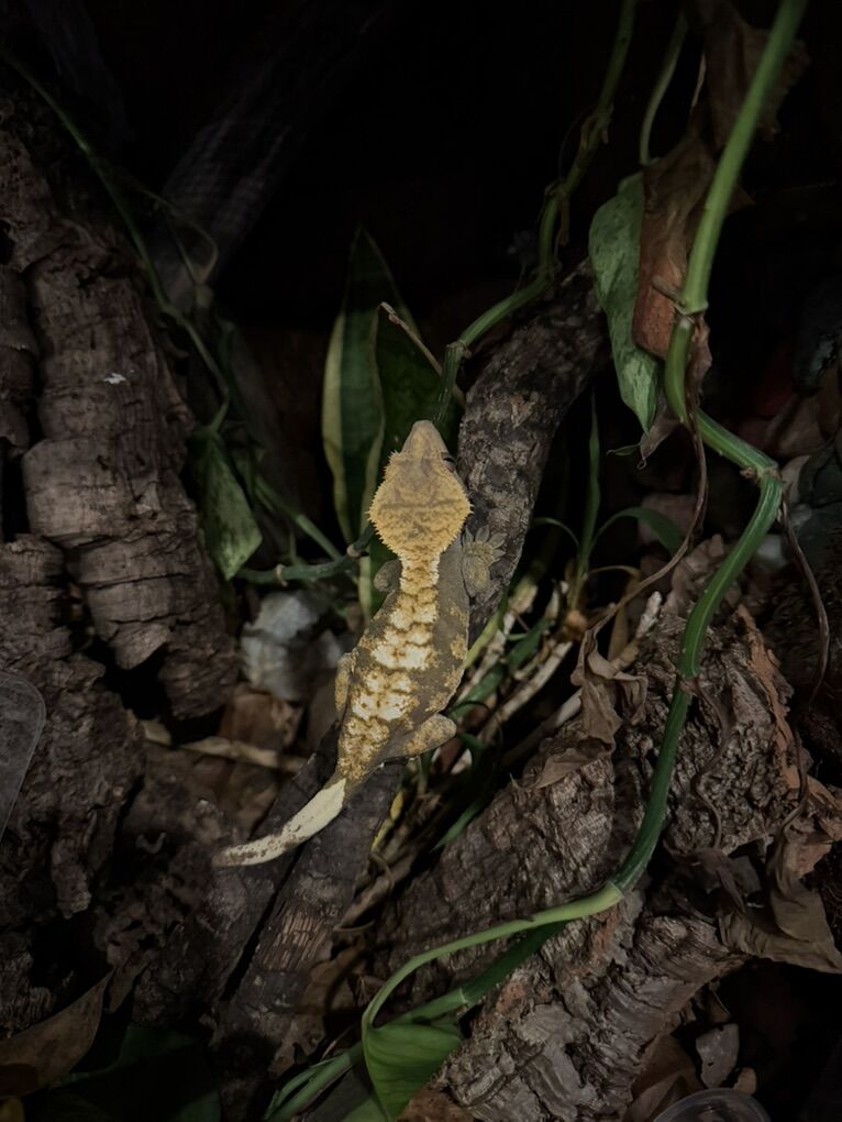 Crested Geckos