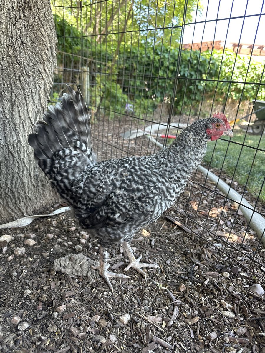 13 week Olive egger Cockerel/Rooster