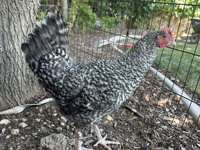 13 week Olive egger Cockerel/Rooster