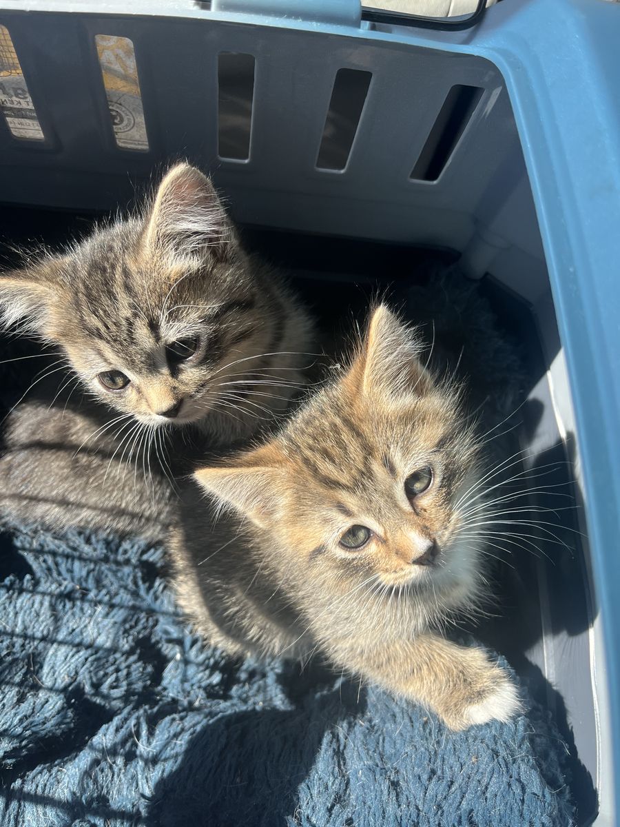 Russian Blue Siberian Mix Kittens!!