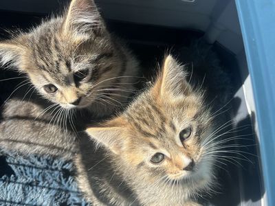 Russian Blue Siberian Mix Kittens!!