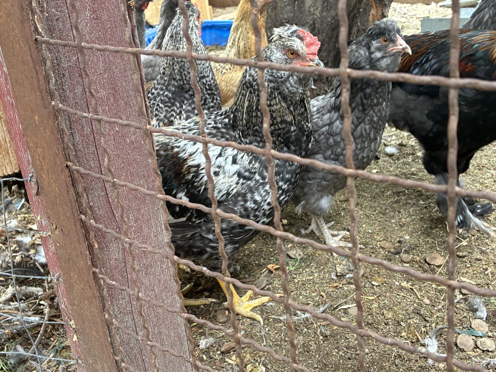 Free Roosters