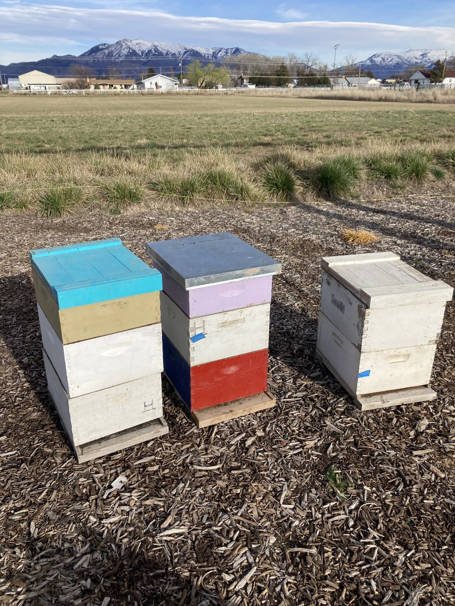 Used Beehives And Beekeeping Equipment