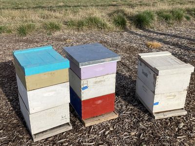 Used Beehives And Beekeeping Equipment