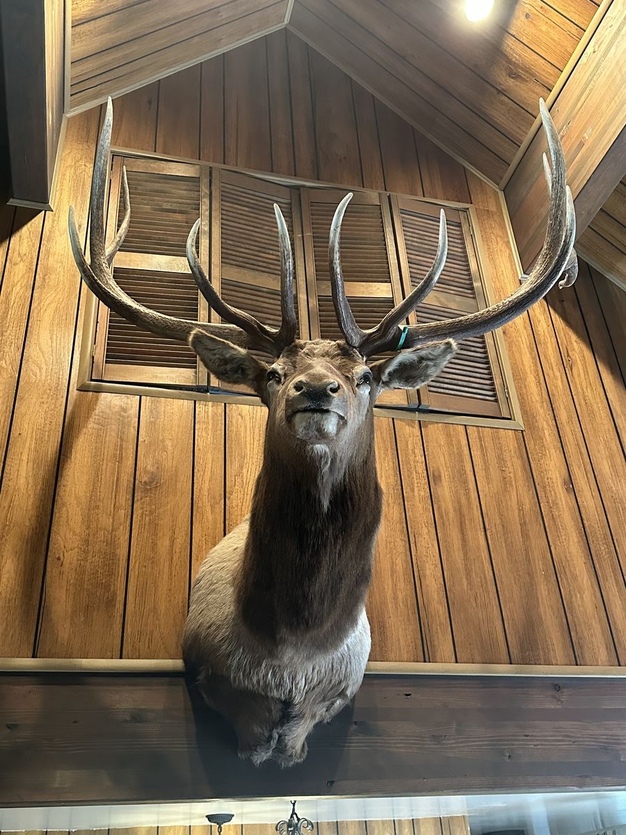 Large Elk Mount