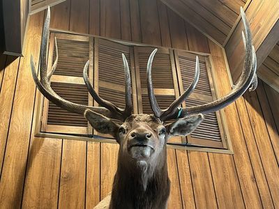 Large Elk Mount