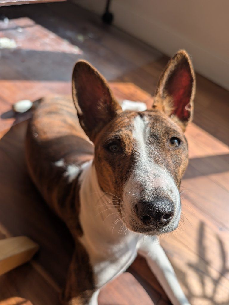 Basenji teenager (10 months)