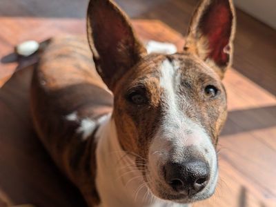 Basenji teenager (10 months)