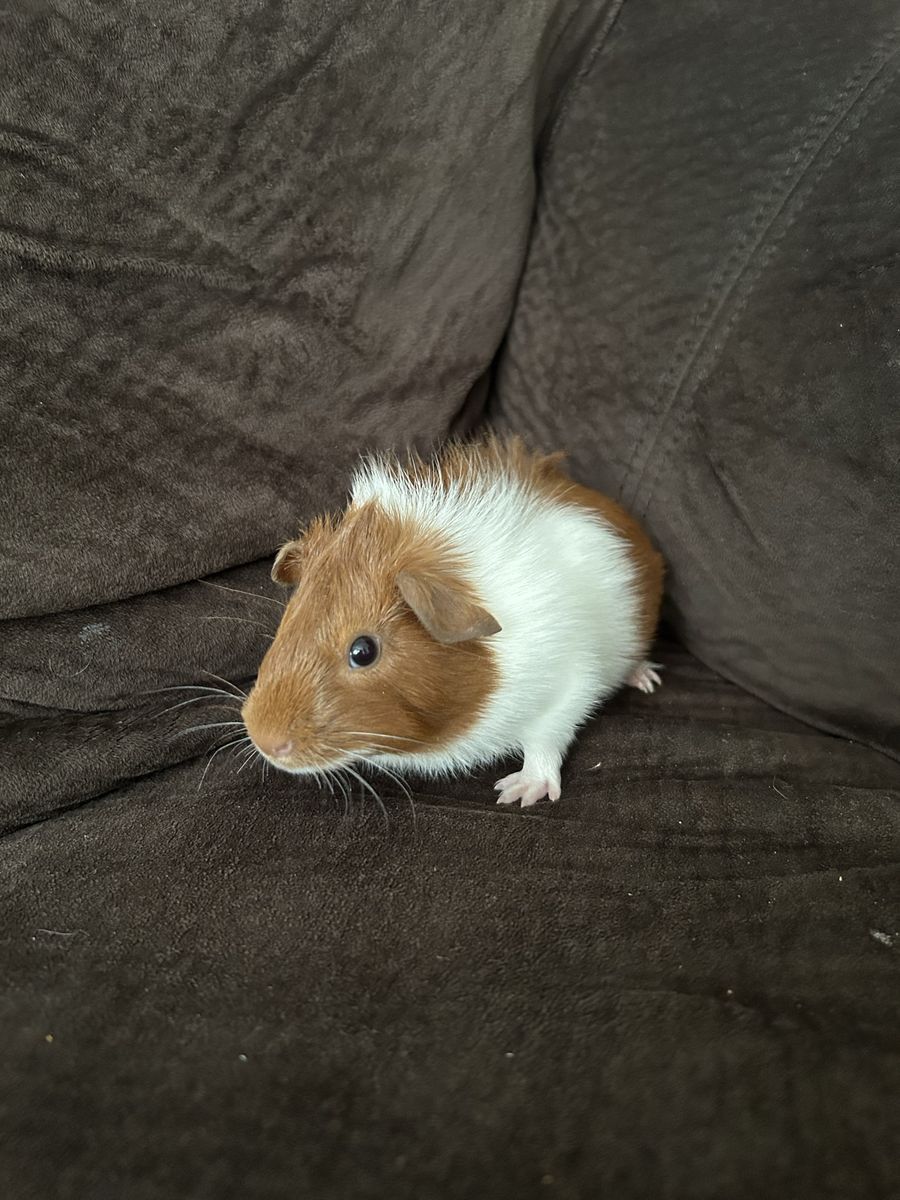 Adorable Guinea Pig