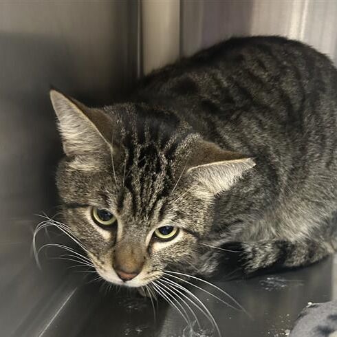 Hello my name is Sammy