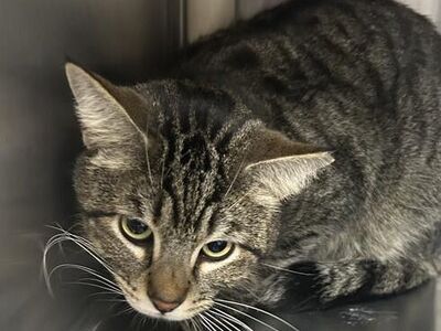 Hello my name is Sammy