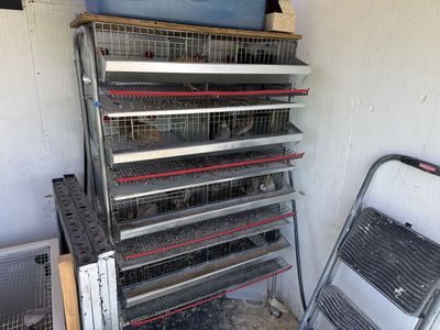 Quail cage set up, quail, quail tower
