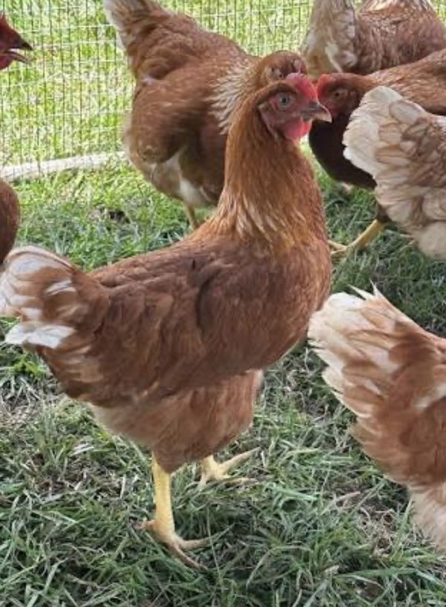 Sexlink Laying Hens - 5 available $15 each