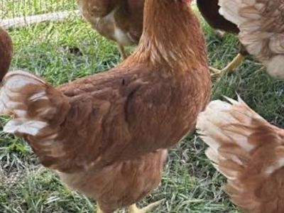 Sexlink Laying Hens - 5 available $15 each