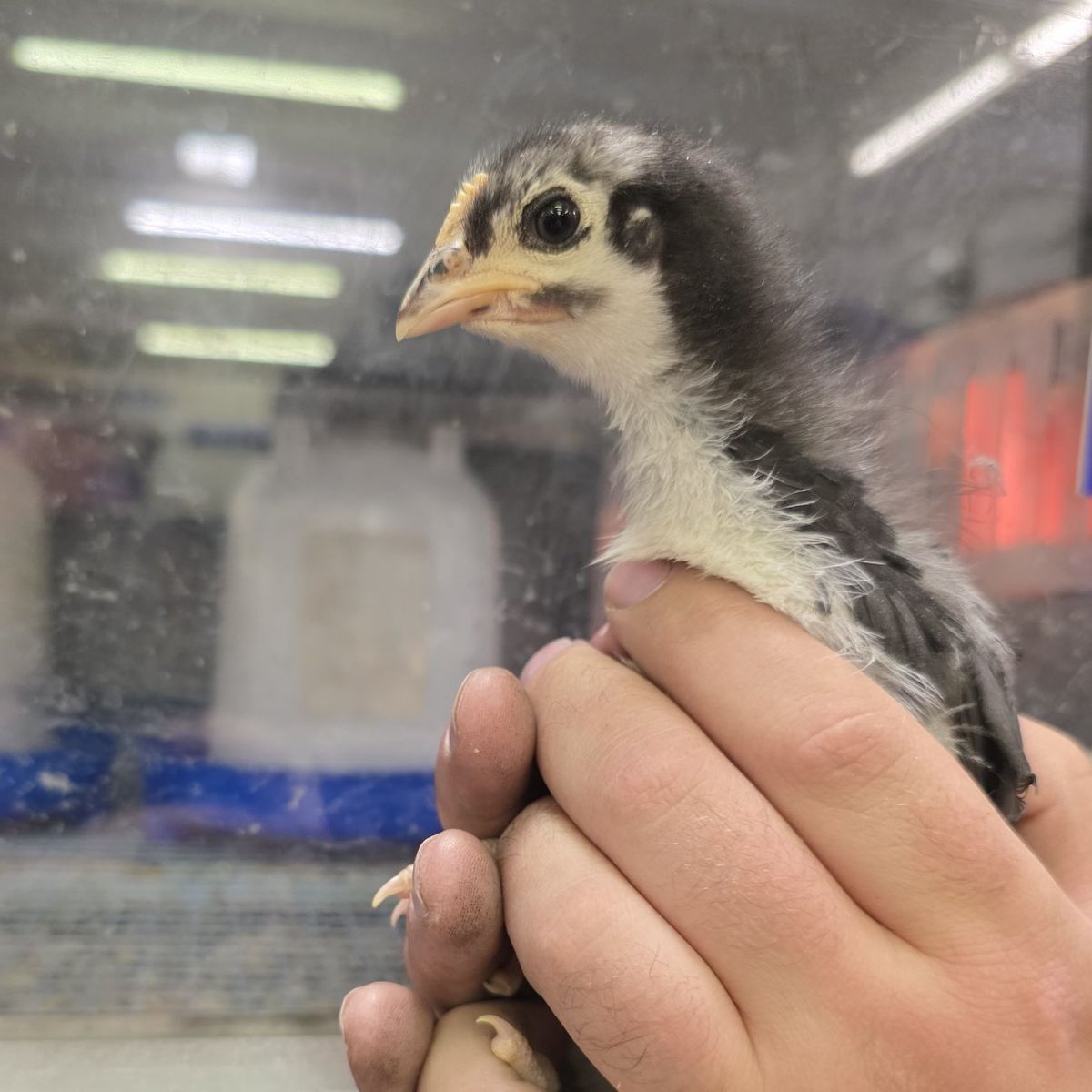 French Black Copper Maran Pullets