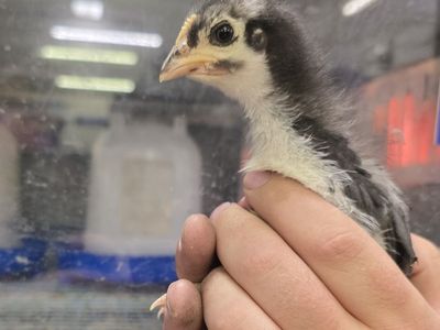 French Black Copper Maran Pullets