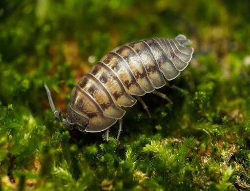 Nossy pillbug (Armadillidium nasatum)
