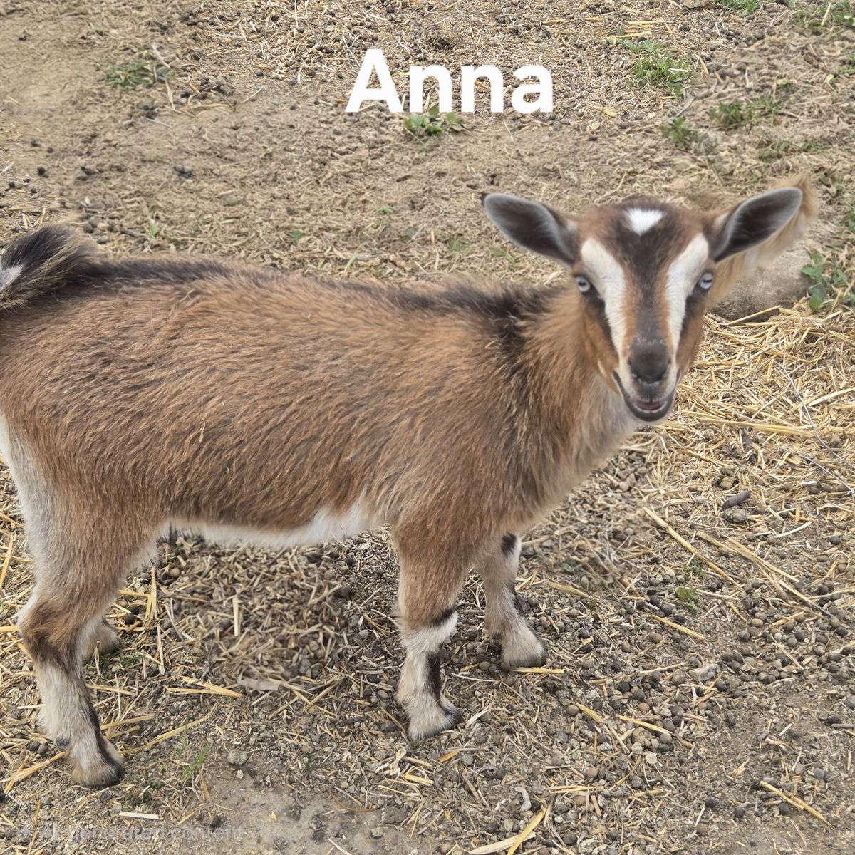 Blue-Eyed Nigerian Dwarf Goats – Does, Kids & Milkers Available – Herd Discount