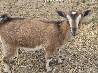 Blue-Eyed Nigerian Dwarf Goats – Does, Kids & Milkers Available – Herd Discount