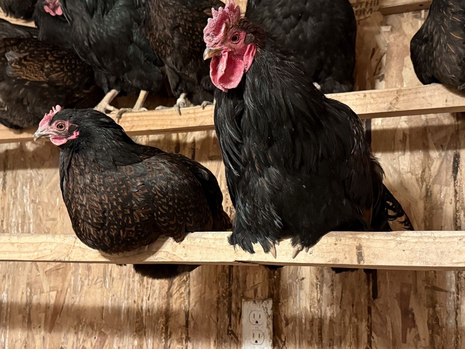 Barnevelder breeding pair