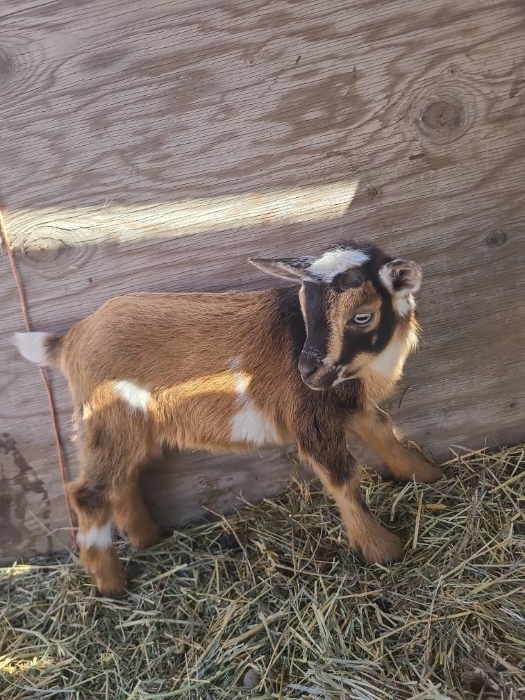 Nigerian Dwarf Kids