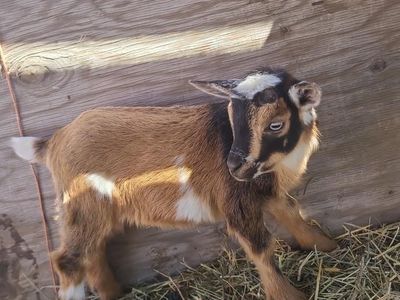 Nigerian Dwarf Kids