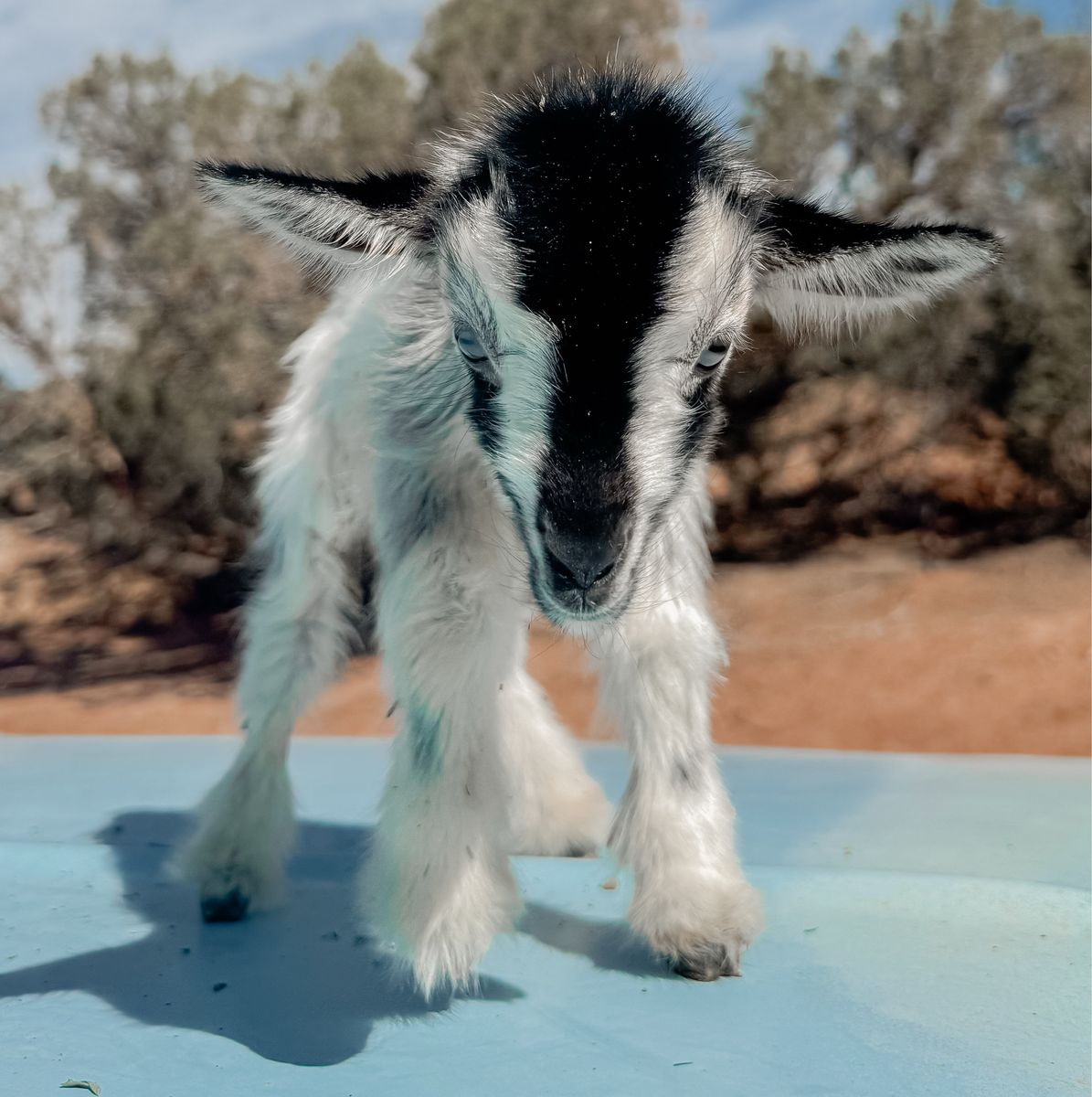 •Oaken• Nigerian Dwarf x Silky Fainter Buckling