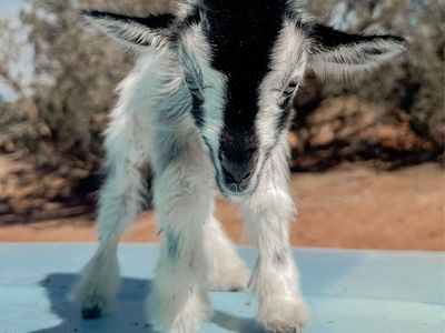 •Oaken• Nigerian Dwarf x Silky Fainter Buckling