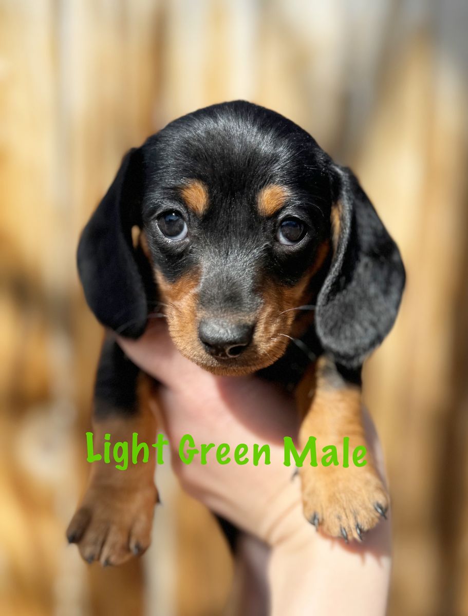 Miniature Dachshund Puppies